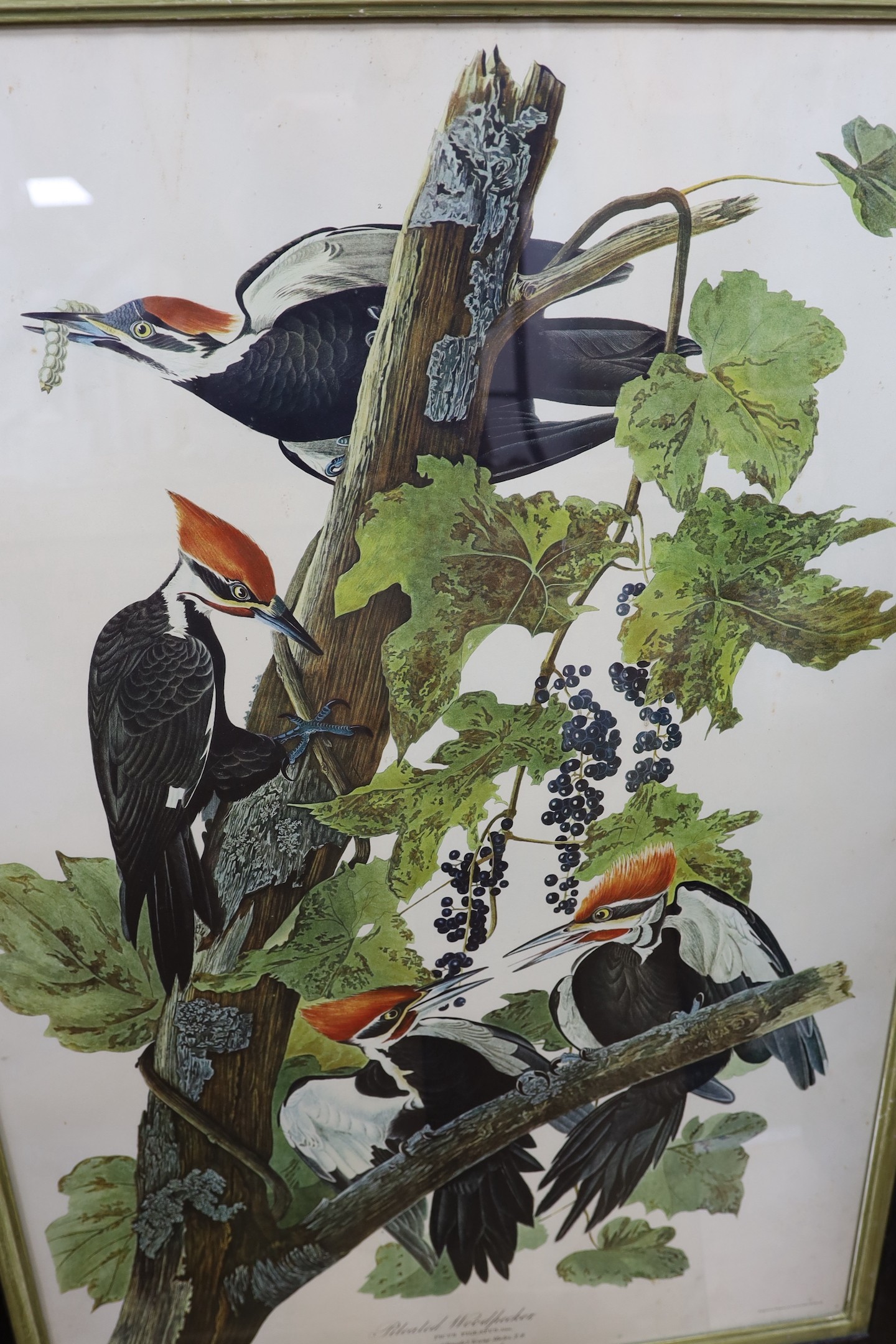 Havell after Audubon, five coloured prints, Ornithological studies, largest 96 x 65cm